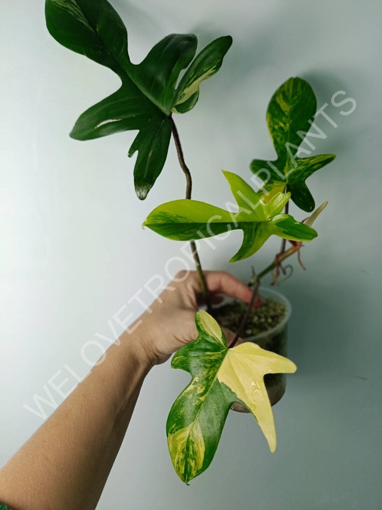 Philodendron florida beauty variegata