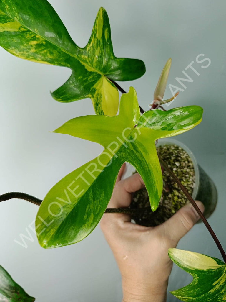 Philodendron florida beauty variegata