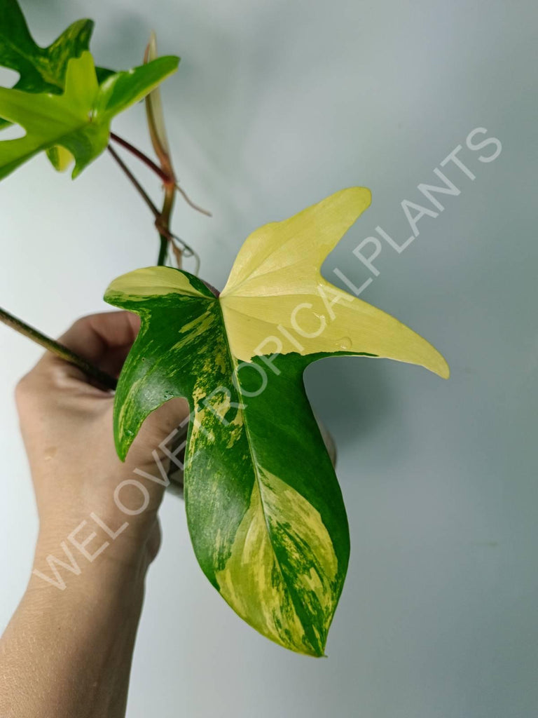 Philodendron florida beauty variegata