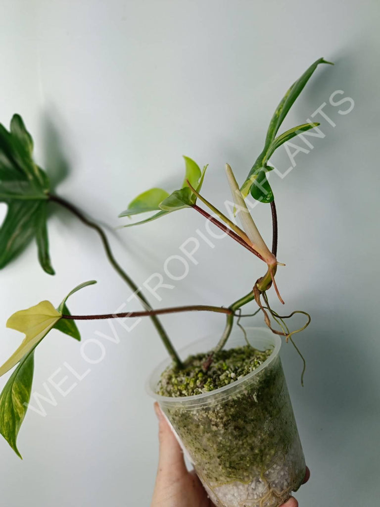 Philodendron florida beauty variegata