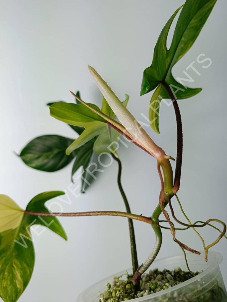 Philodendron florida beauty variegata