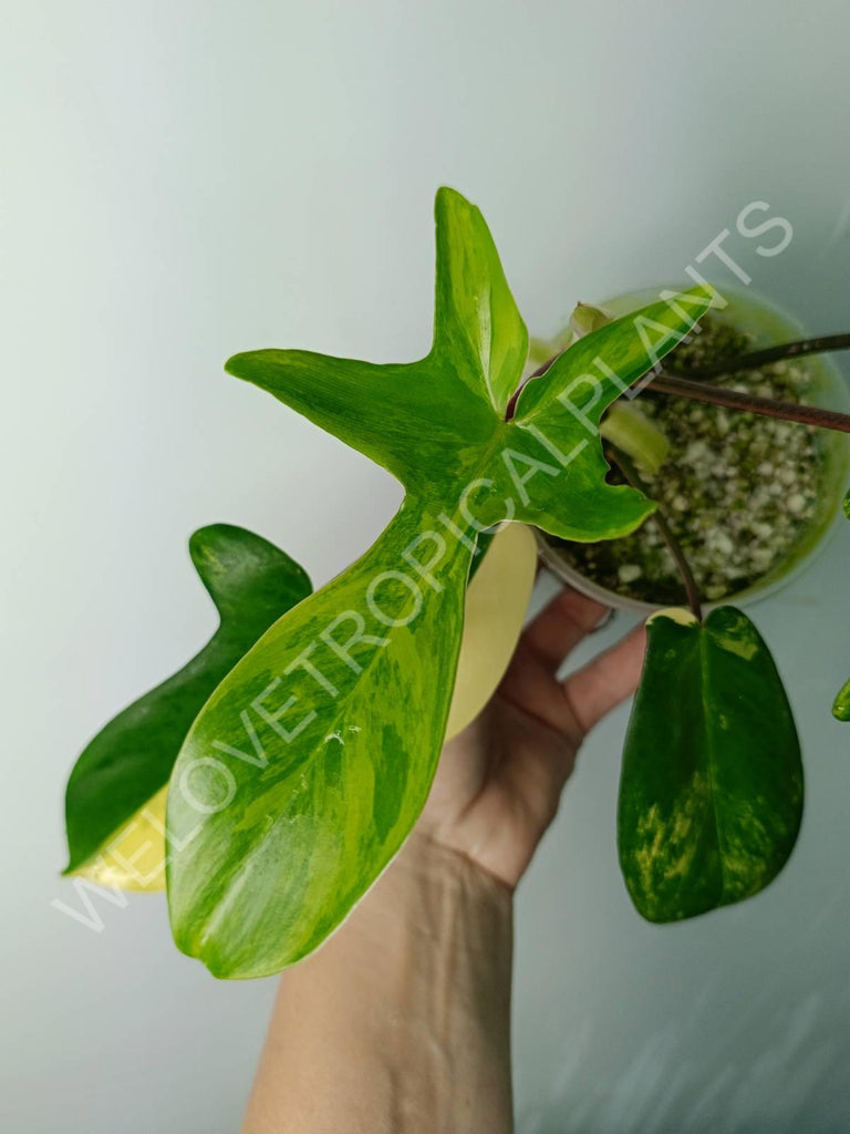 Philodendron florida beauty variegata