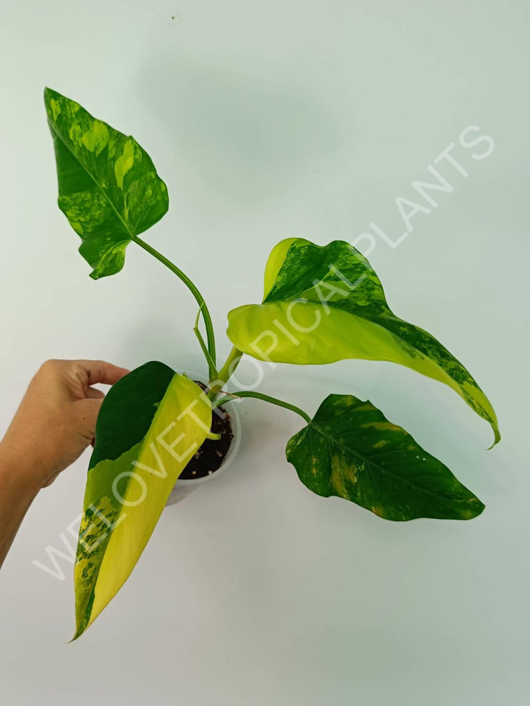 Philodendron domesticum variegata