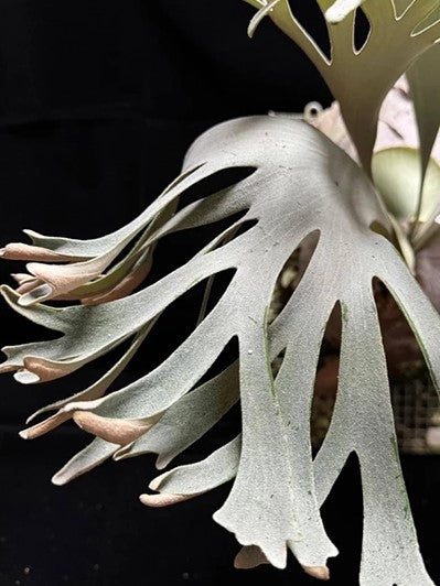 Platycerium FSQ &#39;White Windmill&#39;