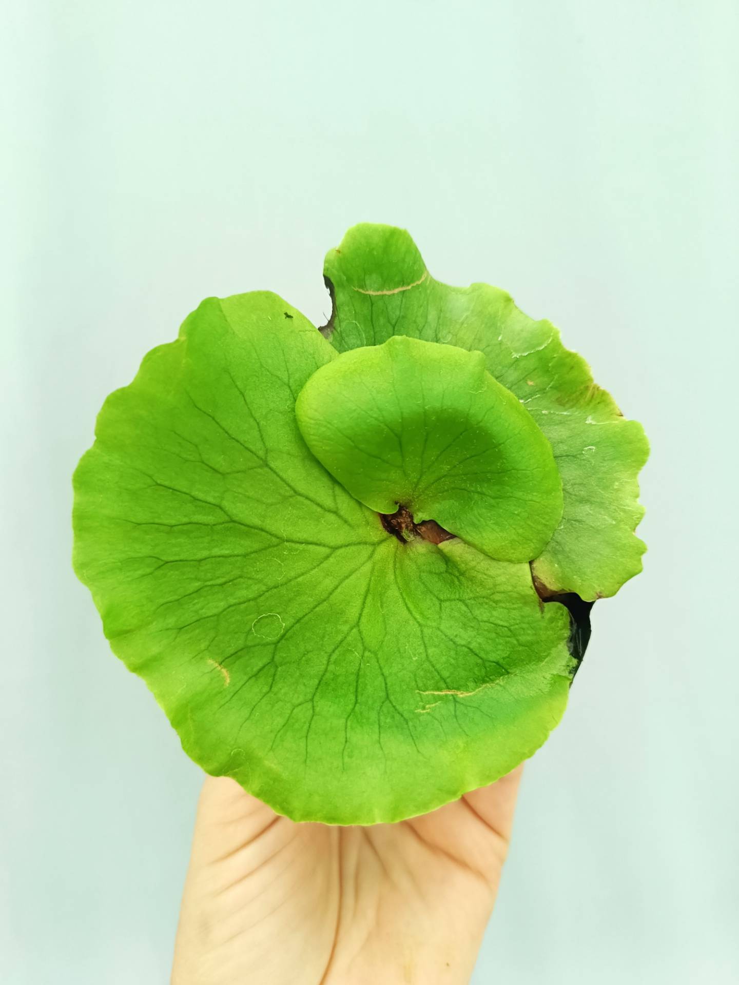 Platycerium Coronarium 'Thin Thin' | Welovetropicalplants