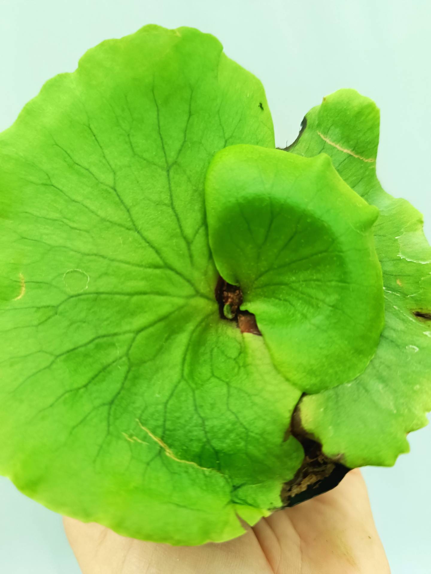 Platycerium Coronarium 'Thin Thin'