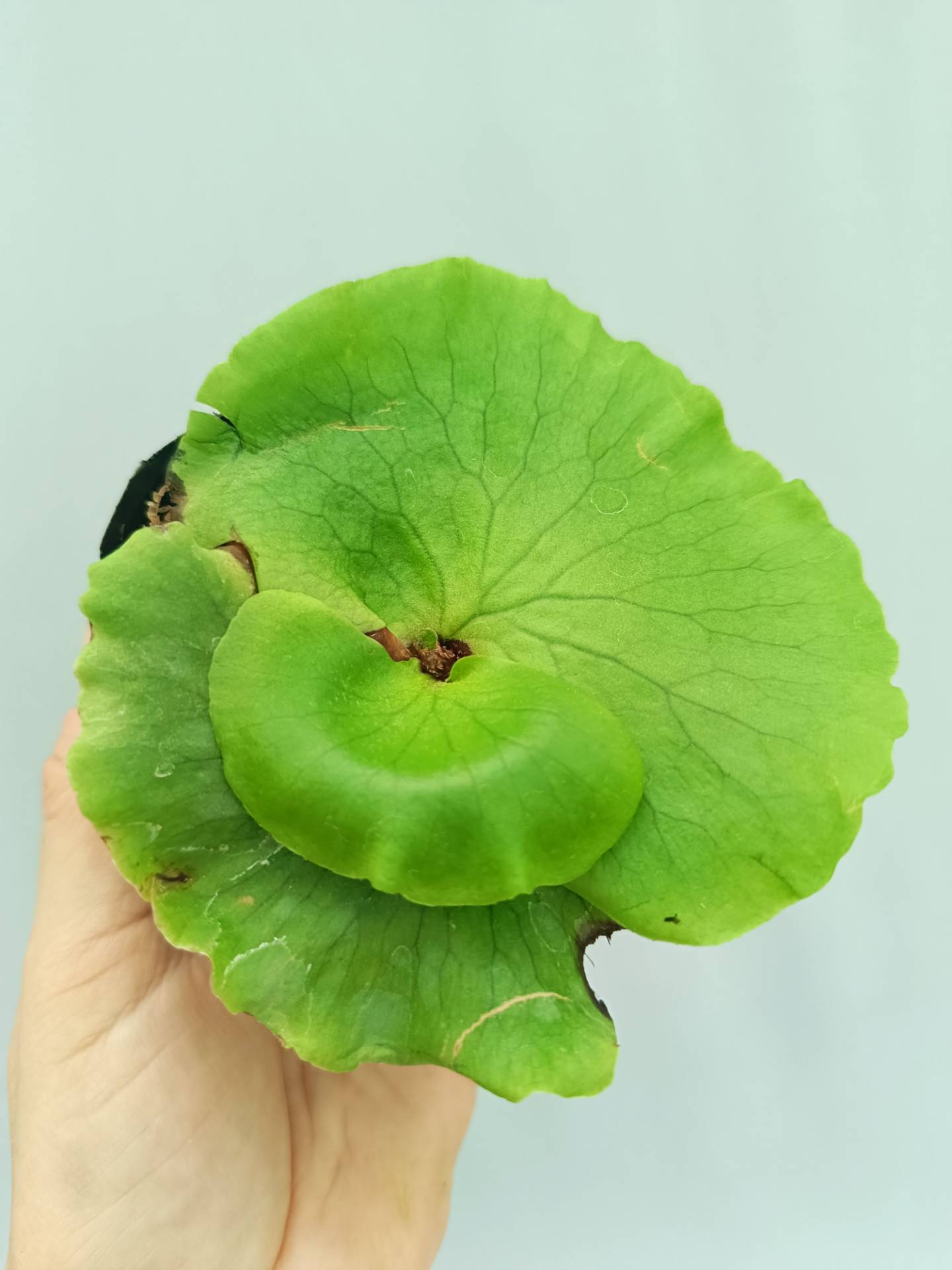 platycerium coronarium Thin Thin ビカクシダ Platycerium Coronarium 'Thin Thin' | Welovetropicalplants