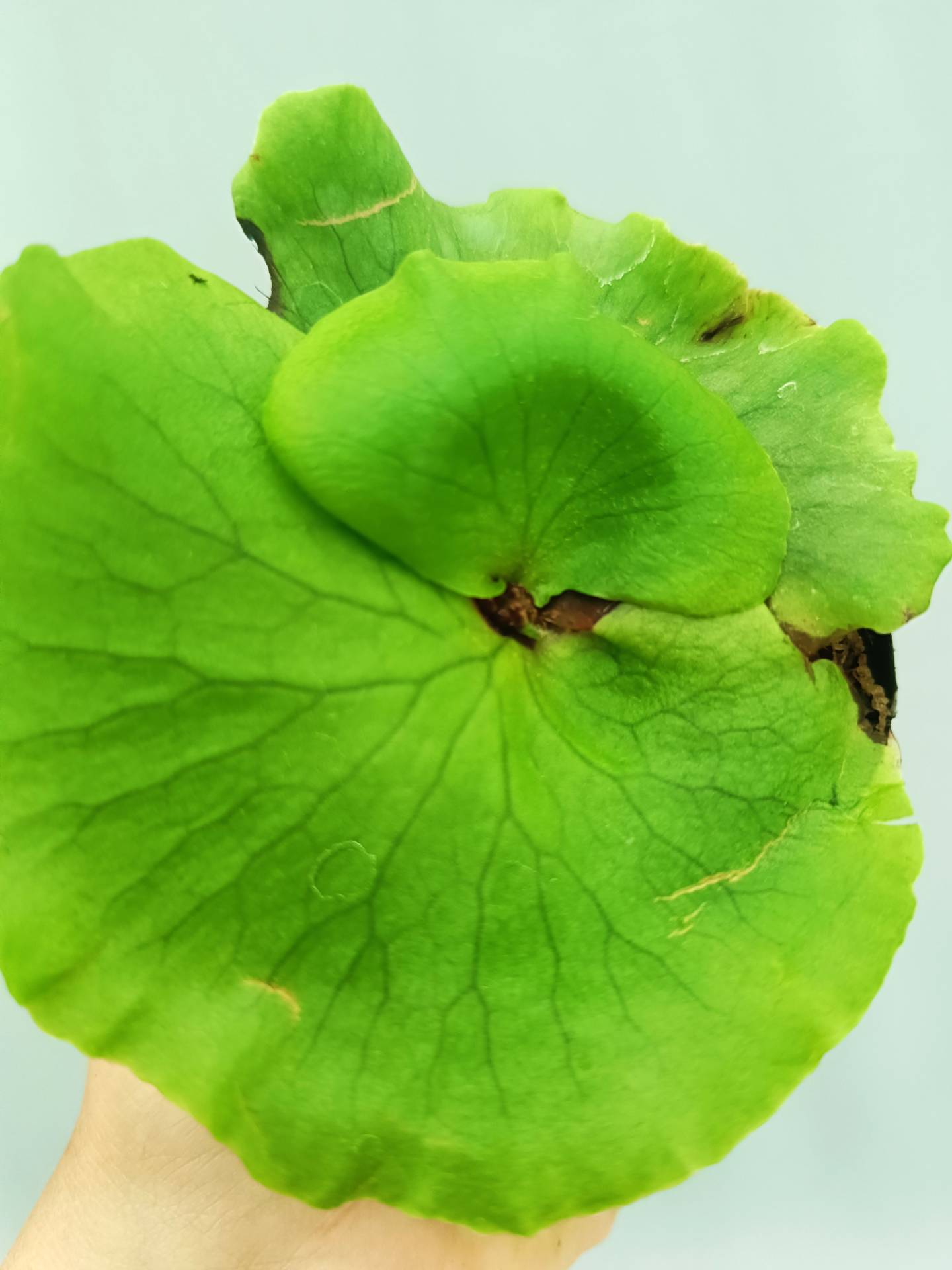 Platycerium Coronarium 'Thin Thin'