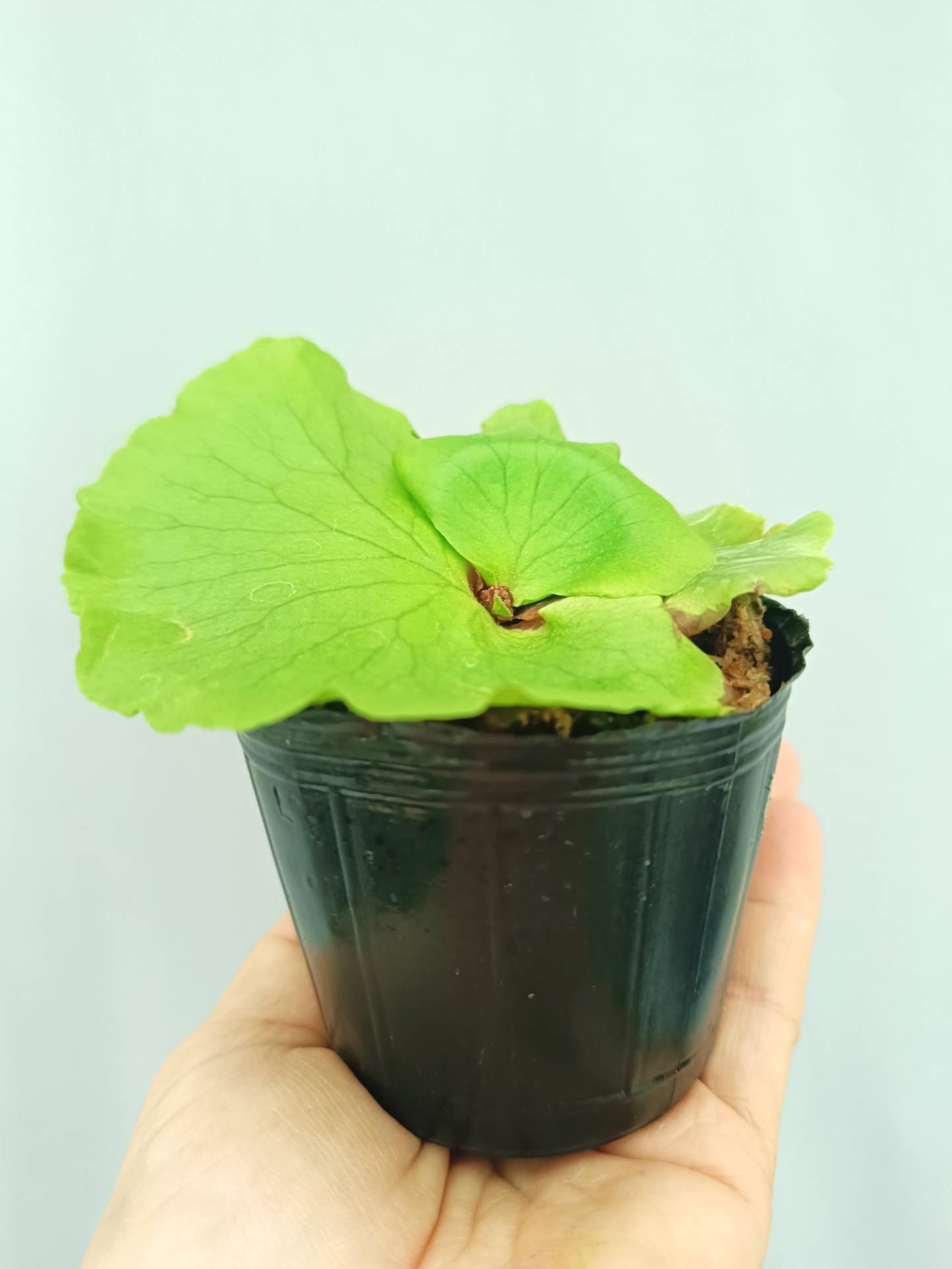 Platycerium Coronarium 'Thin Thin'