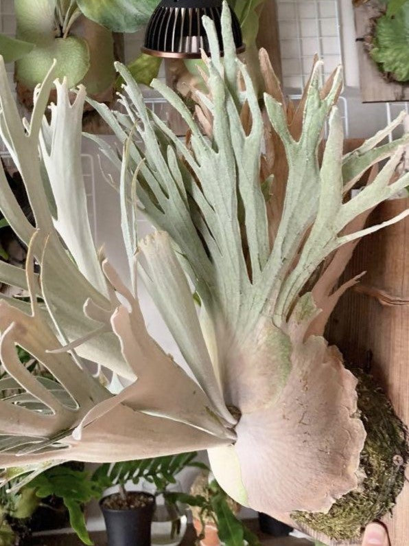 Platycerium Willinckii &#39;Pedro Tatusta&#39;