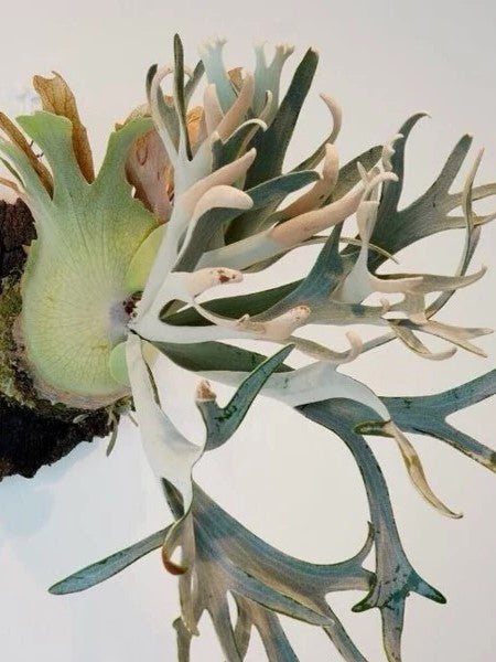 Platycerium Hakuna Matata