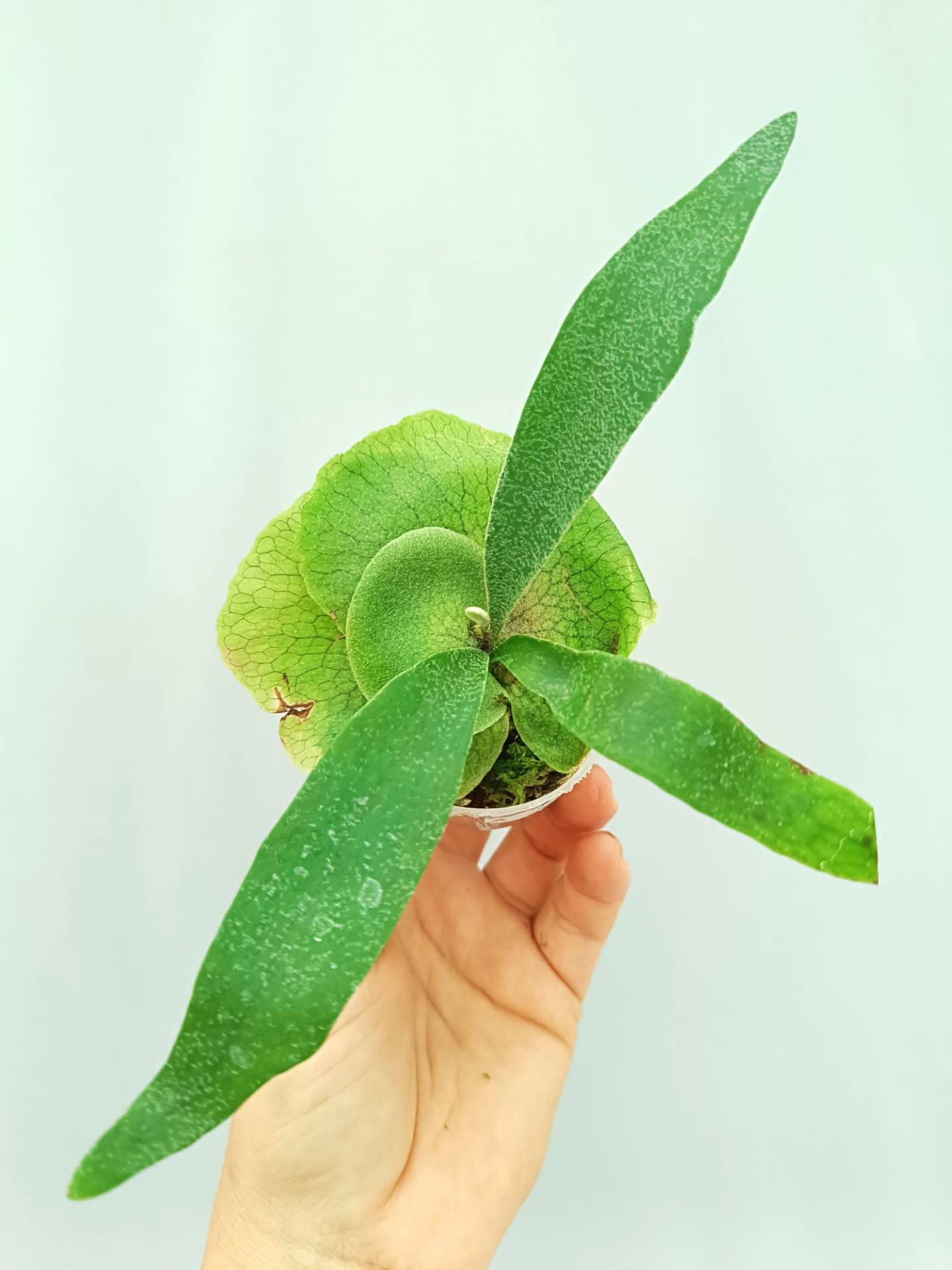 Platycerium Banna #A