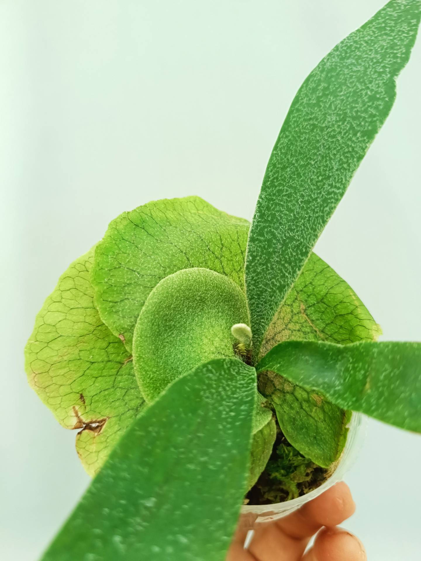 Platycerium Banna #A