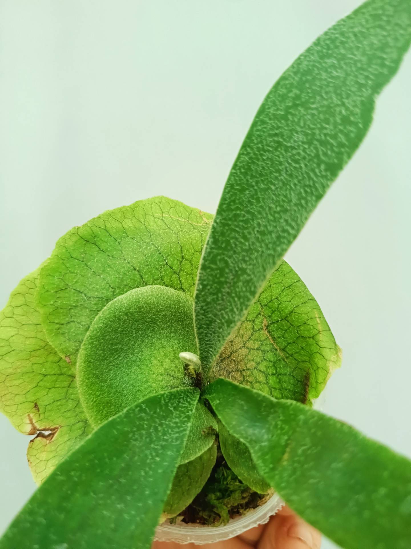 Platycerium Banna #A