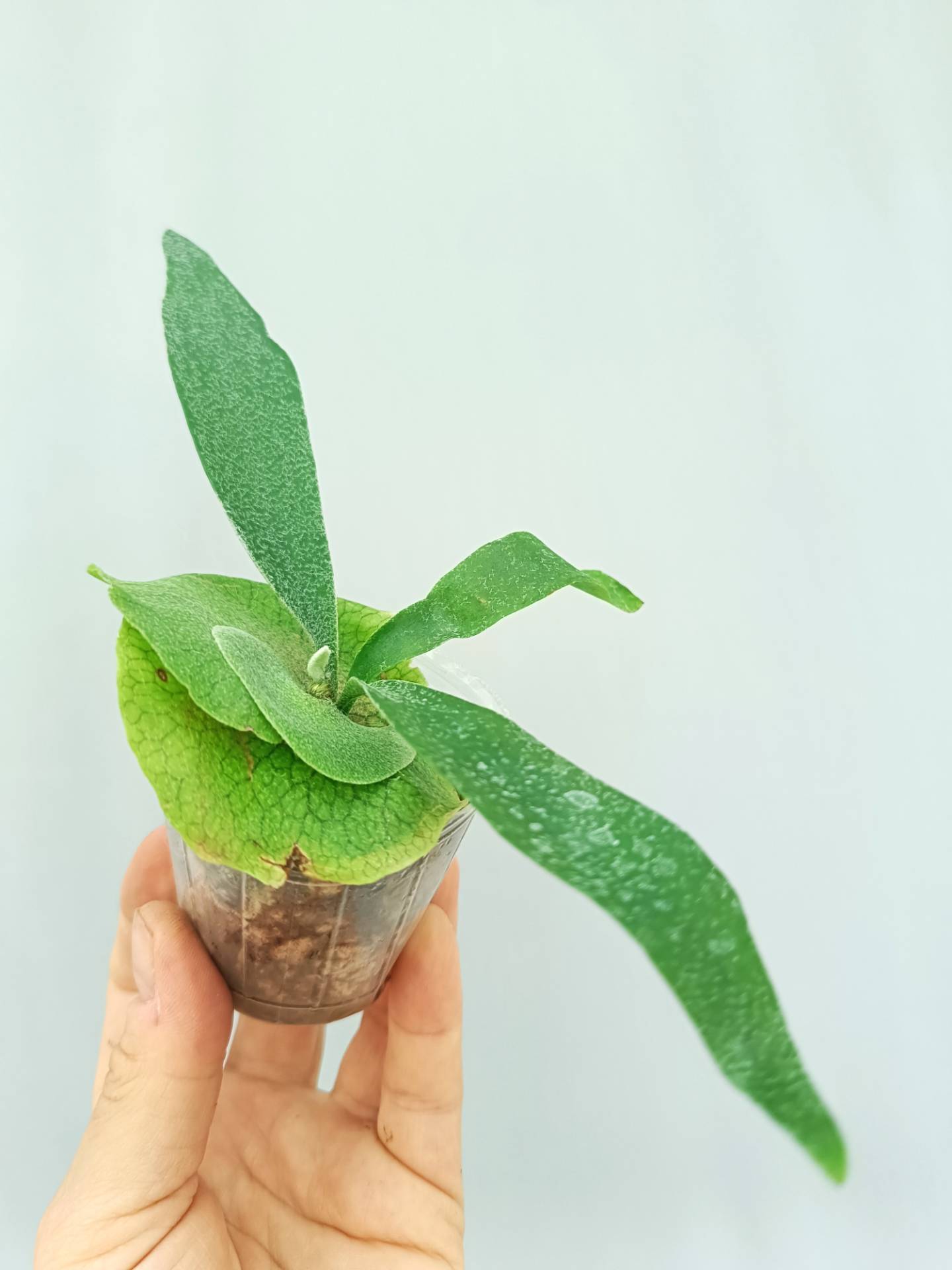 Platycerium Banna #A