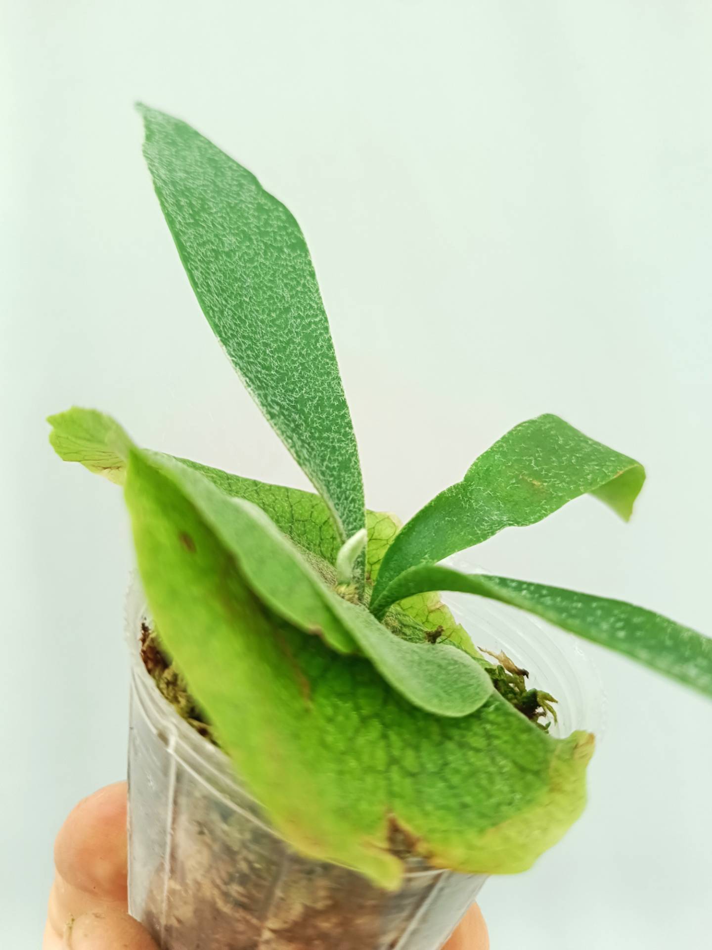 Platycerium Banna #A