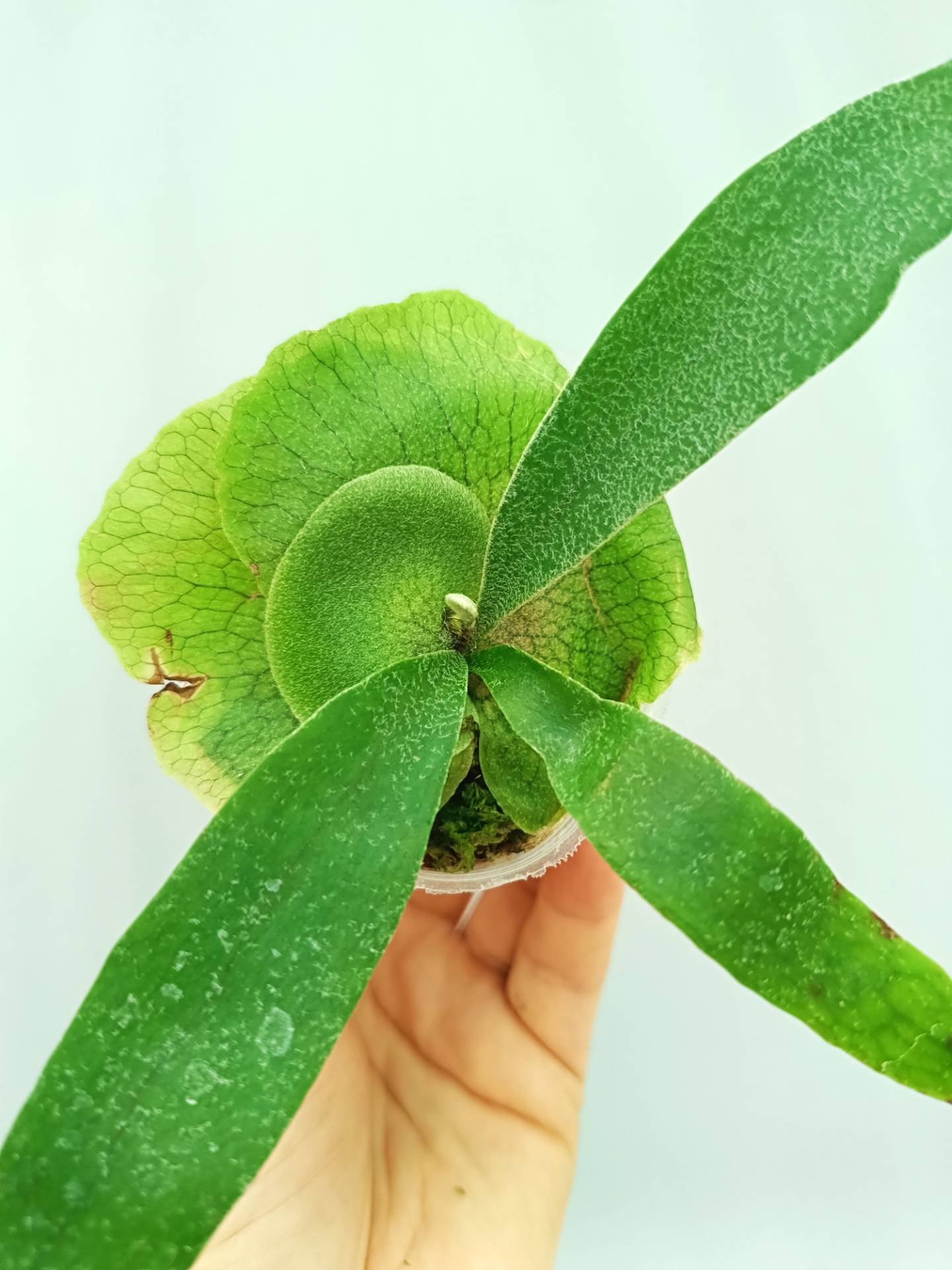 Platycerium Banna #A