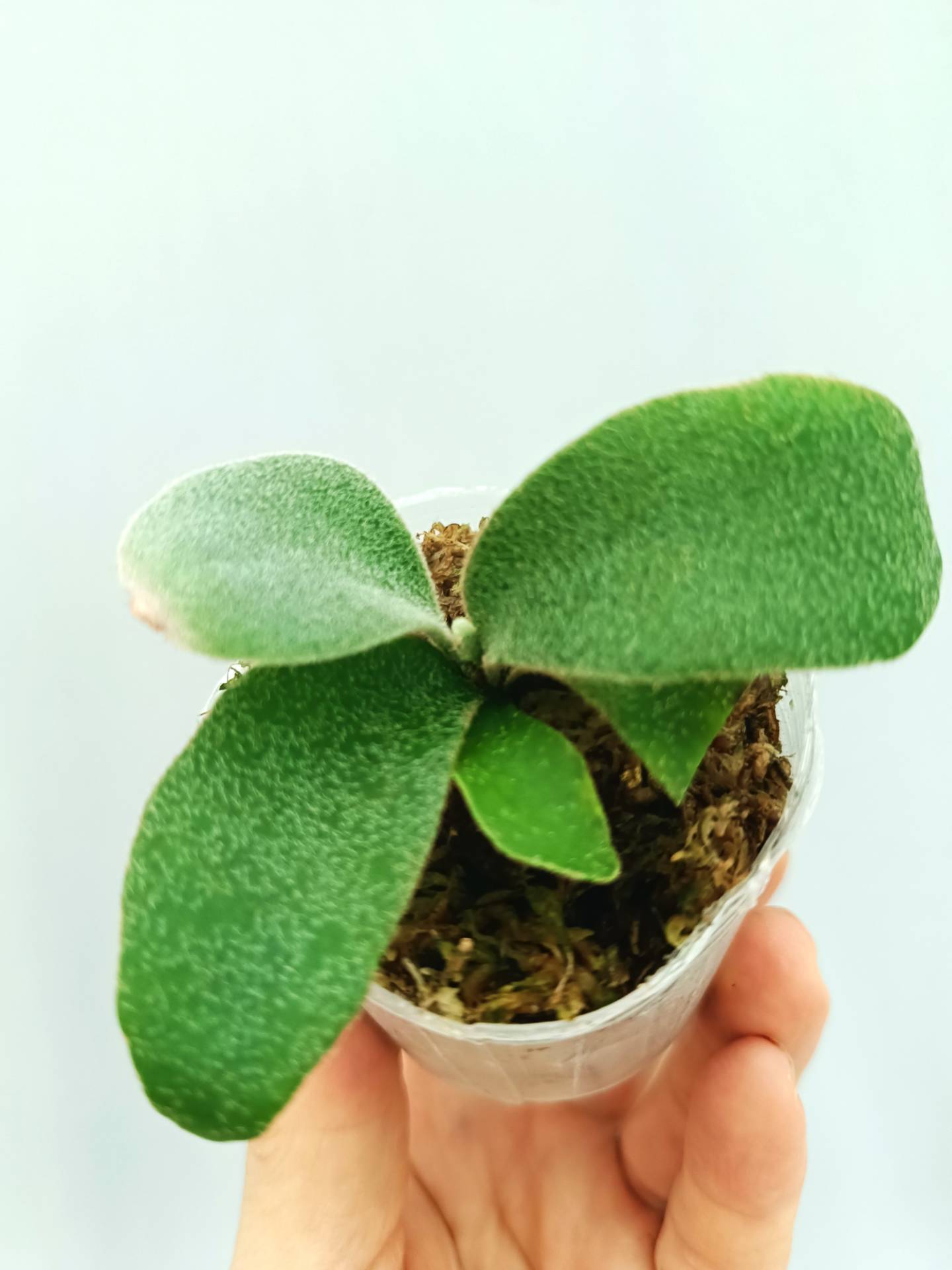 Platycerium Hakuna Matata