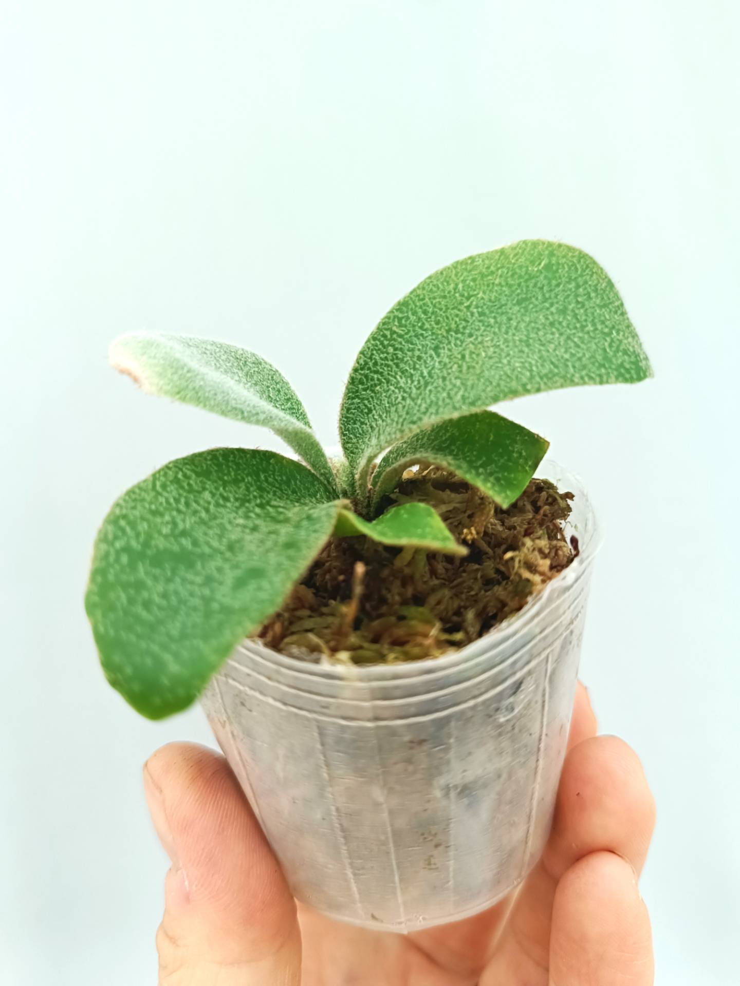 Platycerium Hakuna Matata