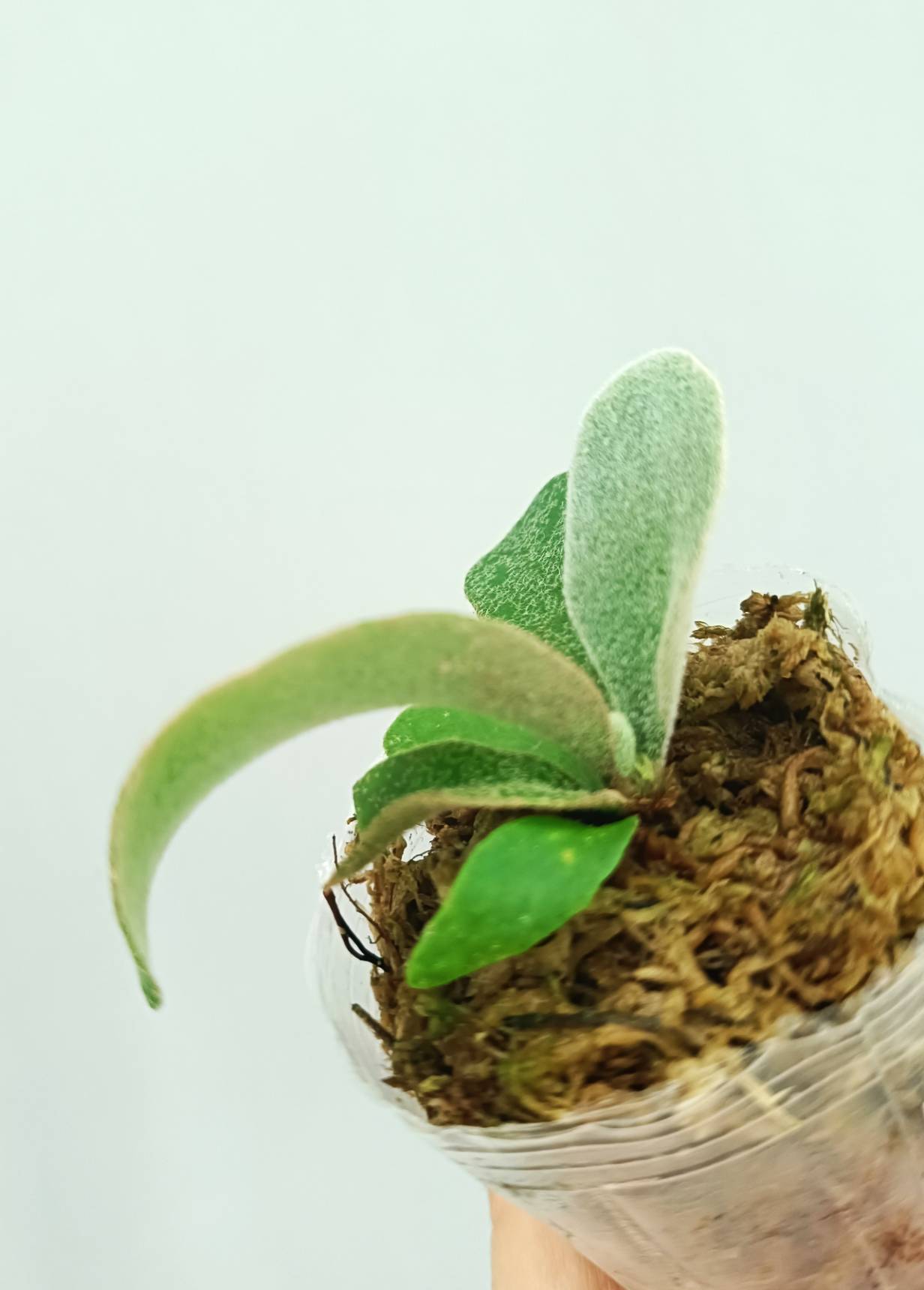 Platycerium Hakuna Matata