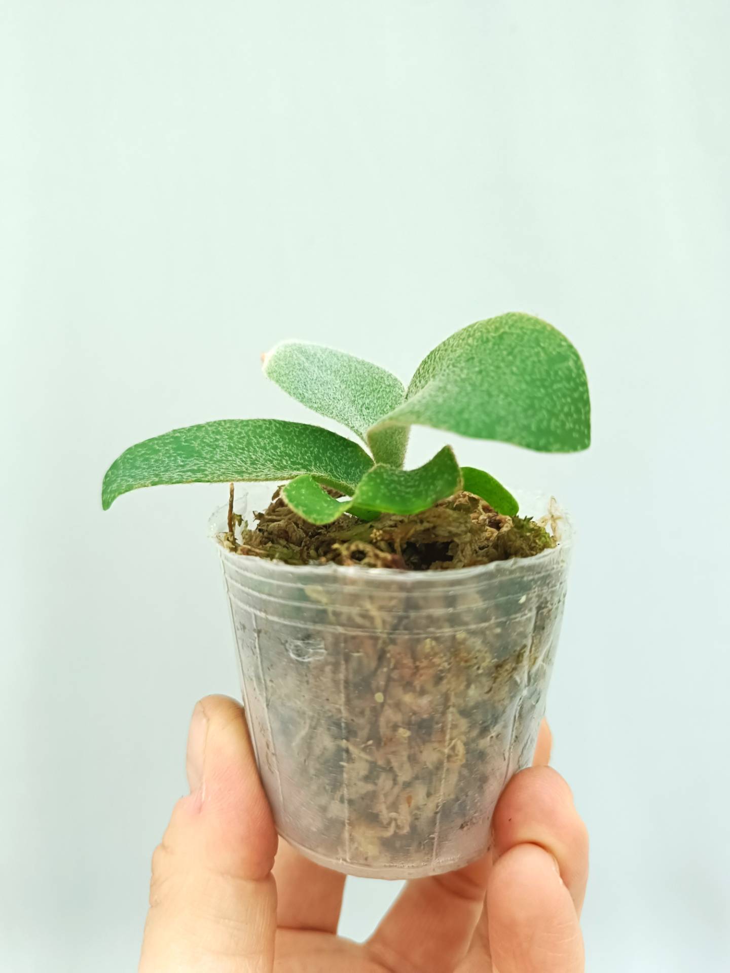 Platycerium Hakuna Matata