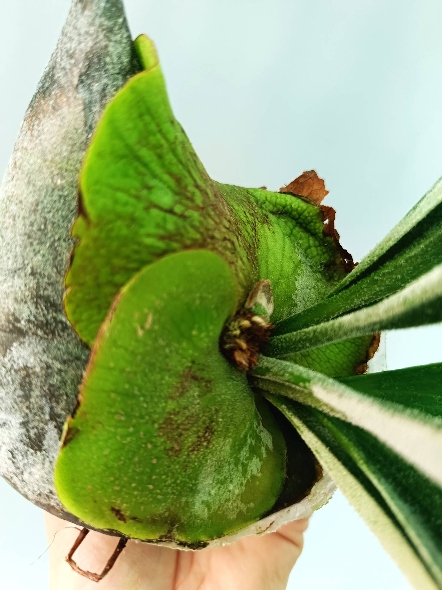 Platycerium Veitchii x Willinckii