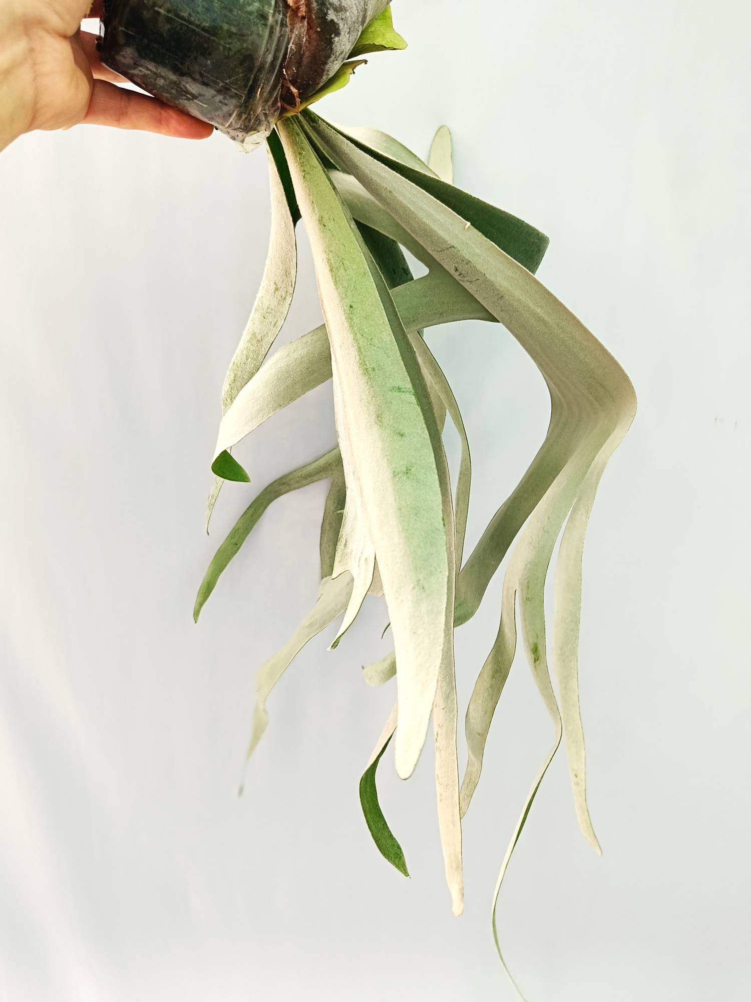 P. willinckii ‘VP15’ OC P.willinckii vp#15B OC