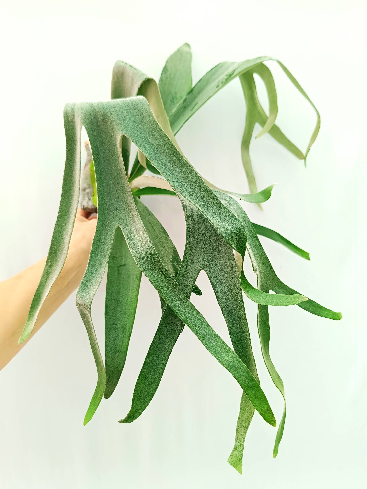 Platycerium Veitchii x Willinckii