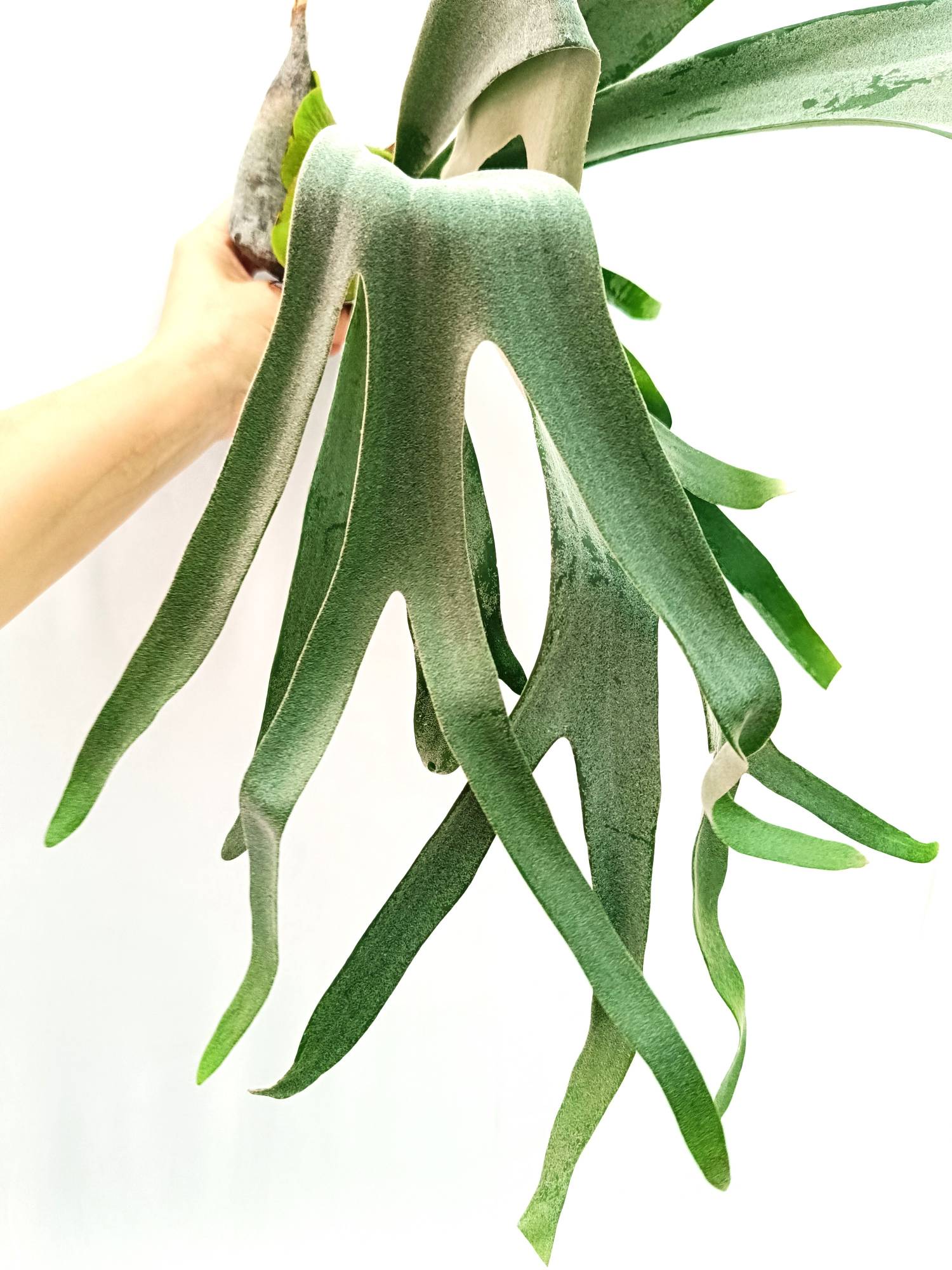 Platycerium Veitchii x Willinckii