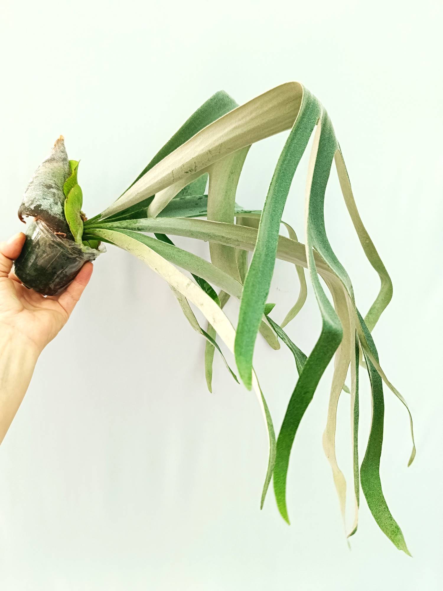 Platycerium Veitchii x Willinckii