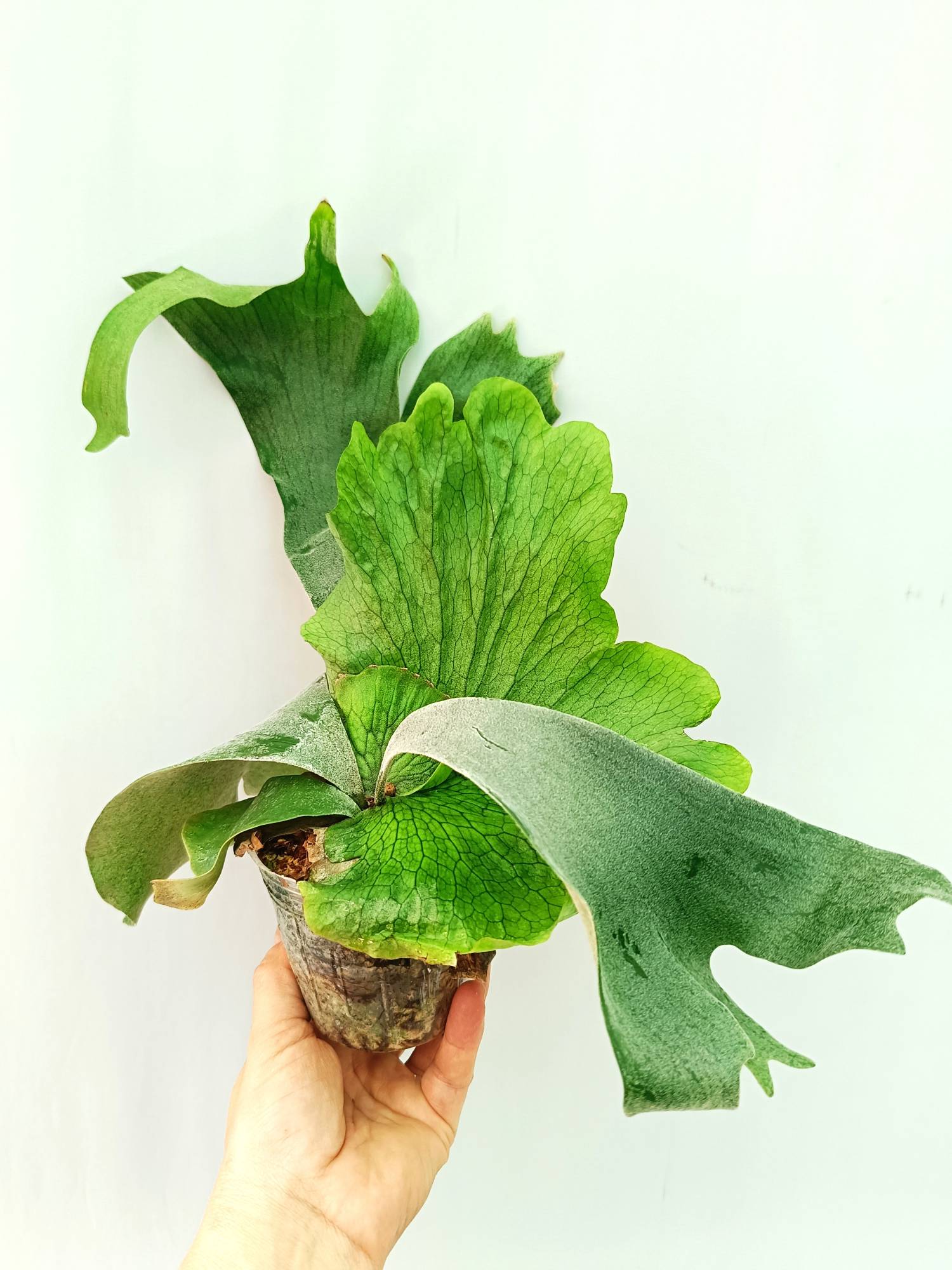 Platycerium Wandae x Veitchii