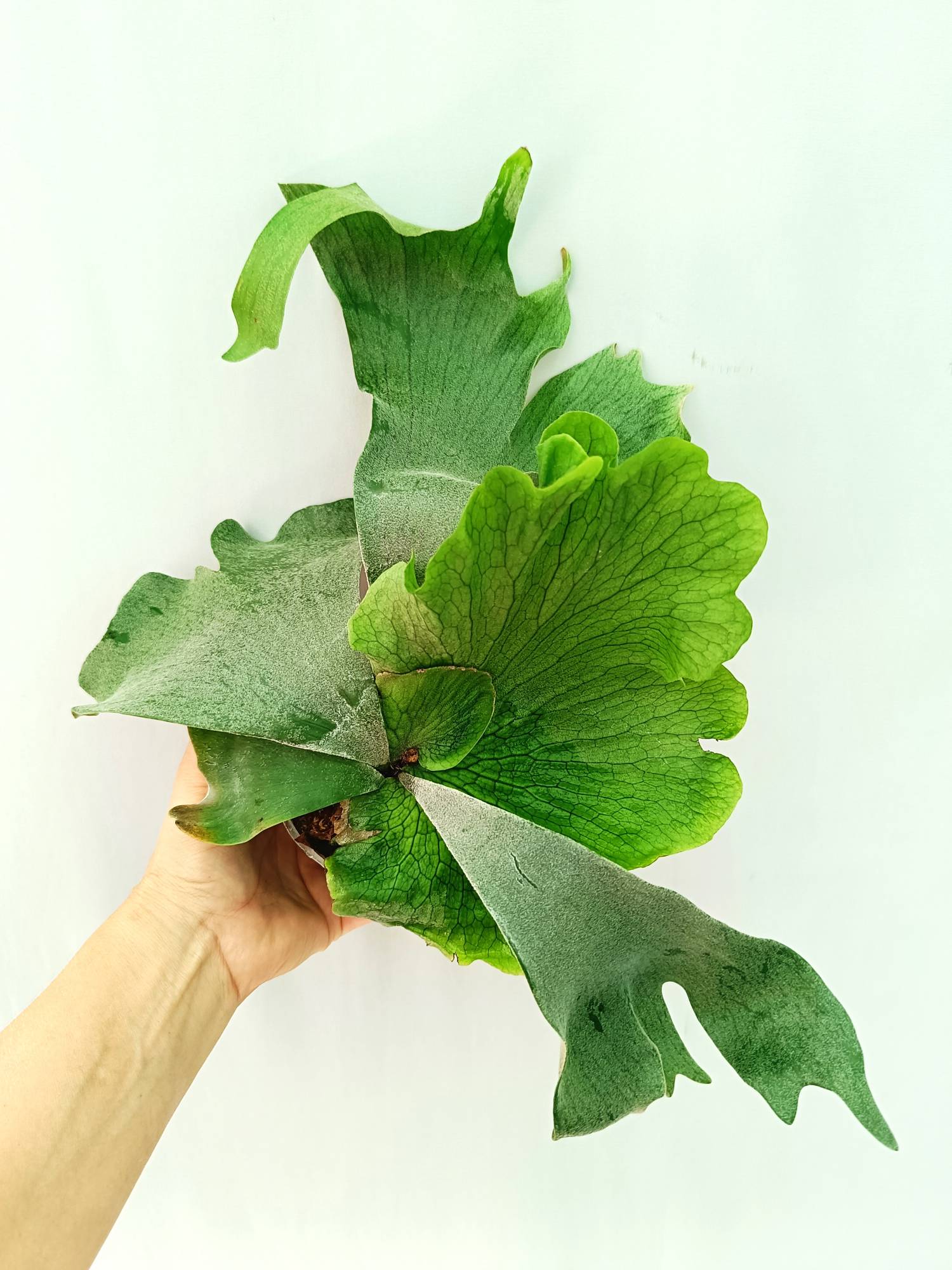 Platycerium Wandae x Veitchii