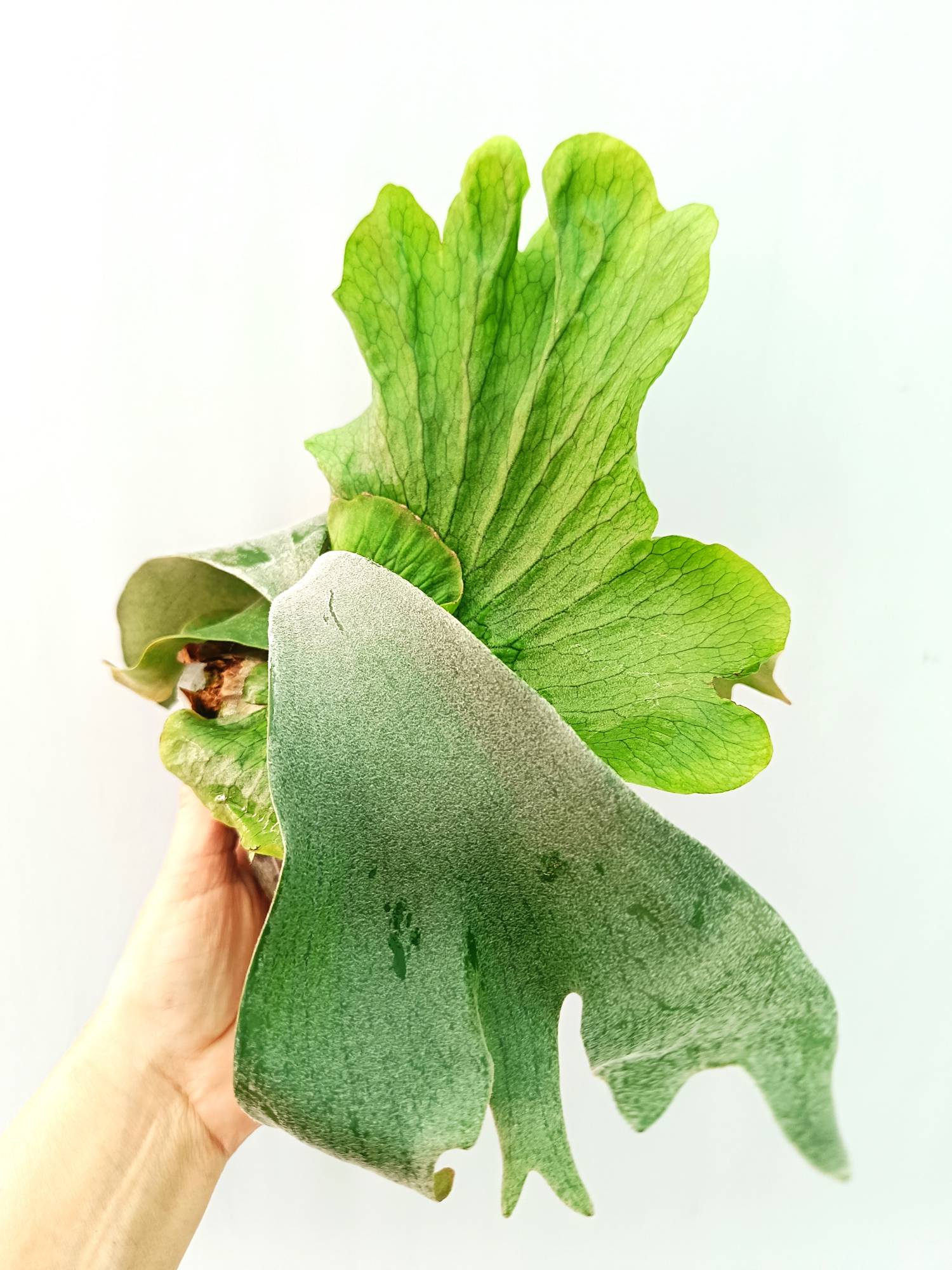 Platycerium Wandae x Veitchii