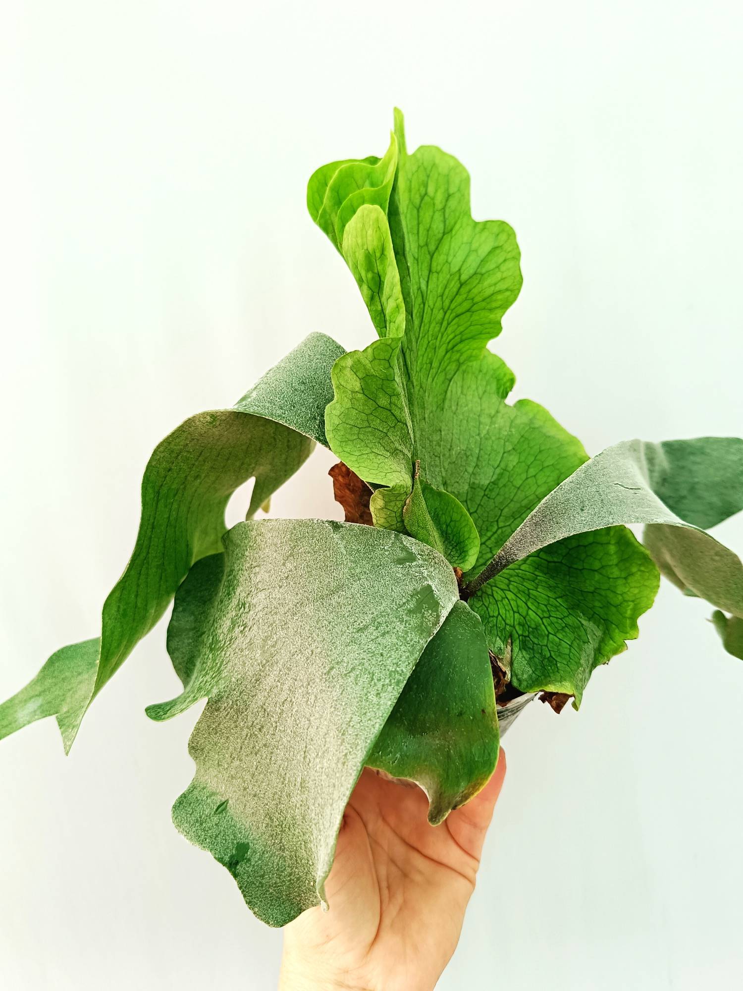 Platycerium Wandae x Veitchii