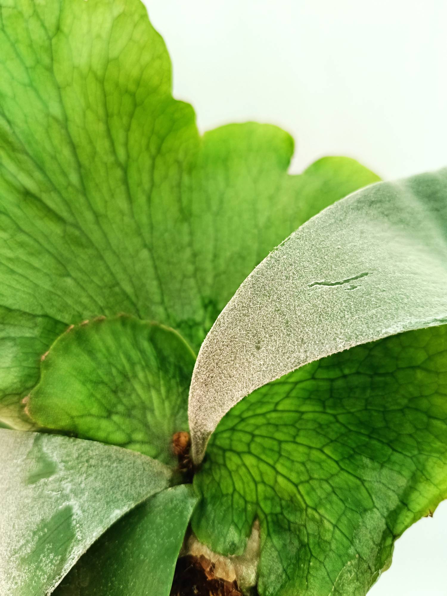 Platycerium Wandae x Veitchii