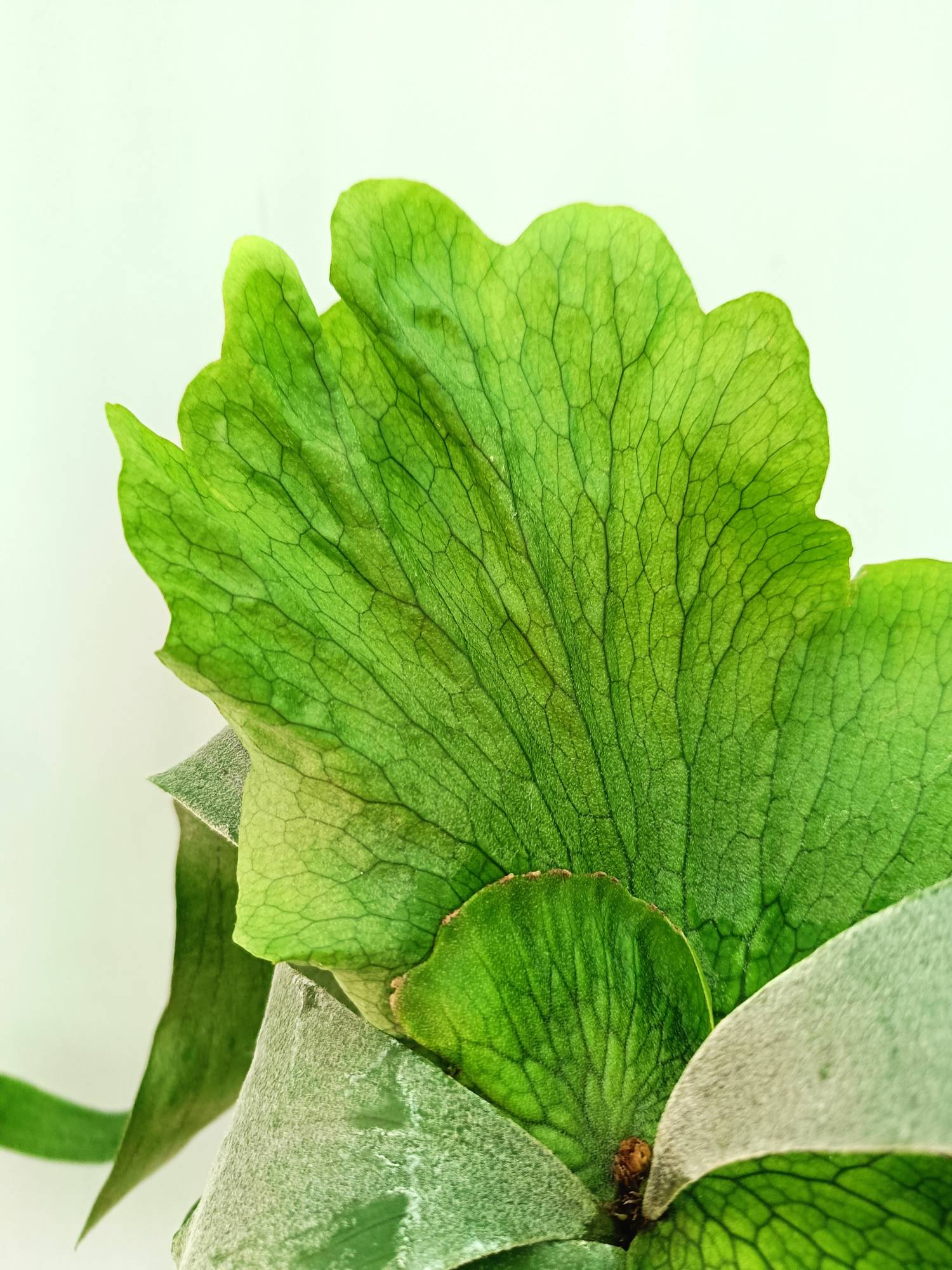 Platycerium Wandae x Veitchii