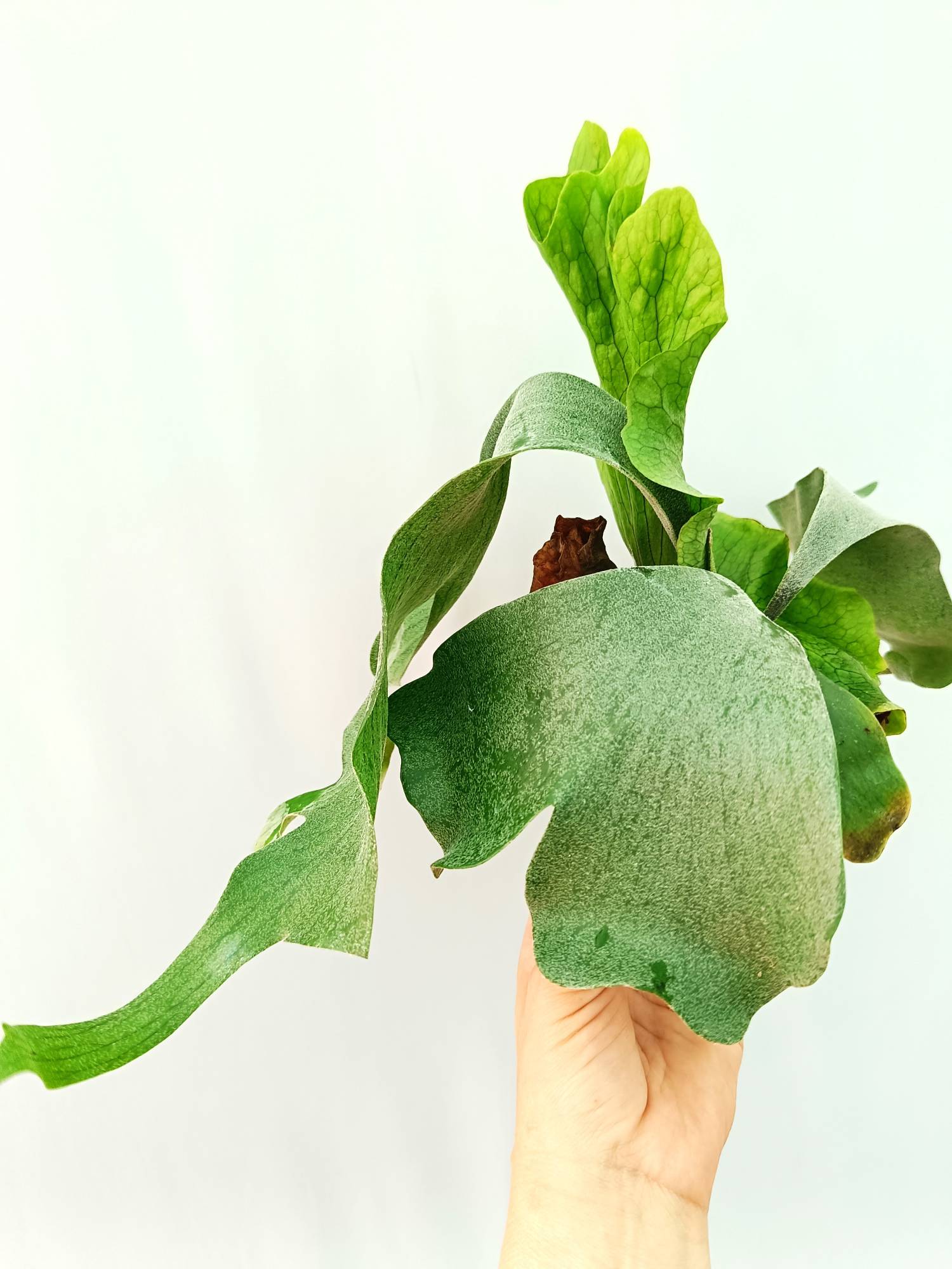 Platycerium Wandae x Veitchii