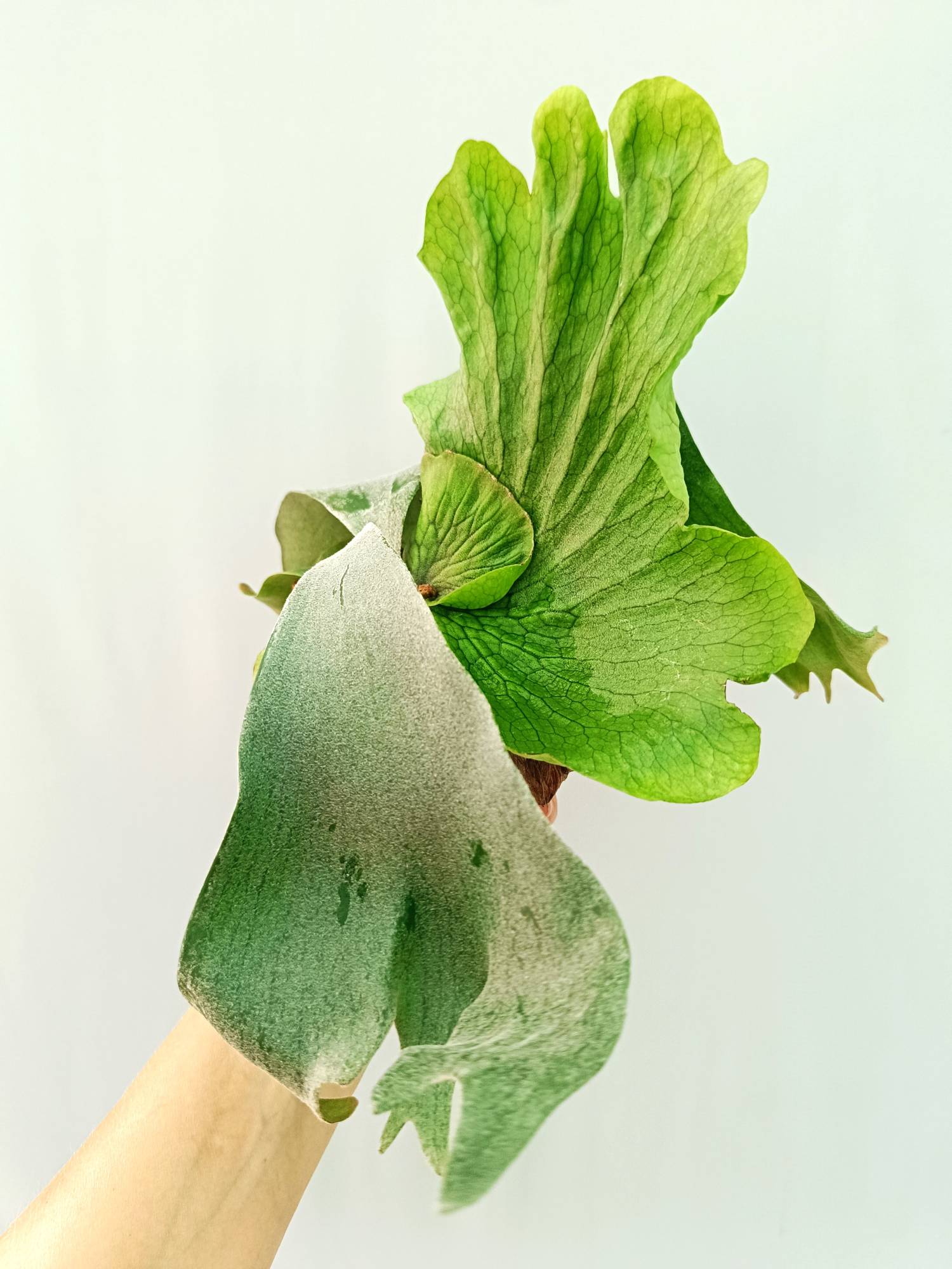 Platycerium Wandae x Veitchii