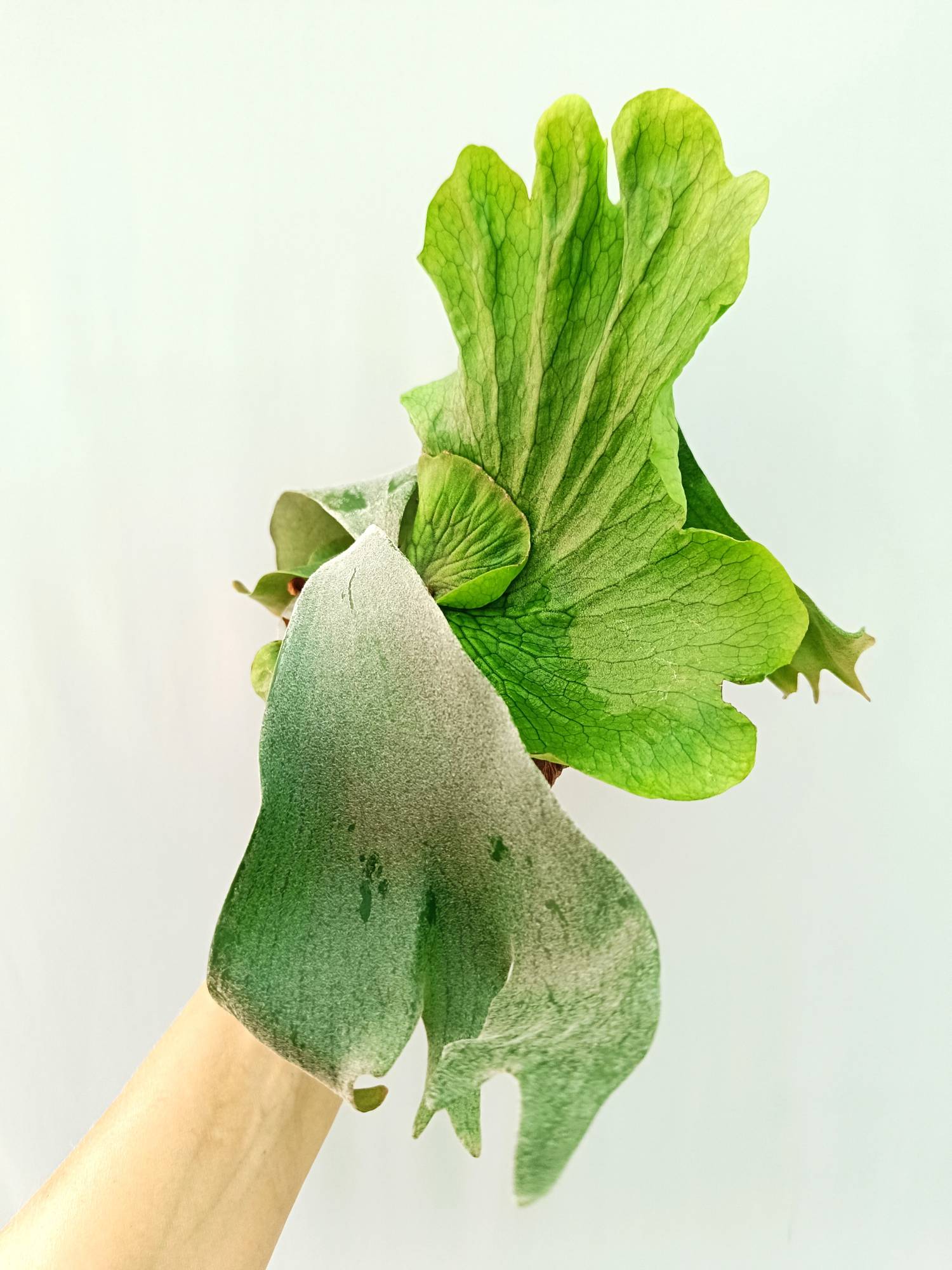 Platycerium Wandae x Veitchii