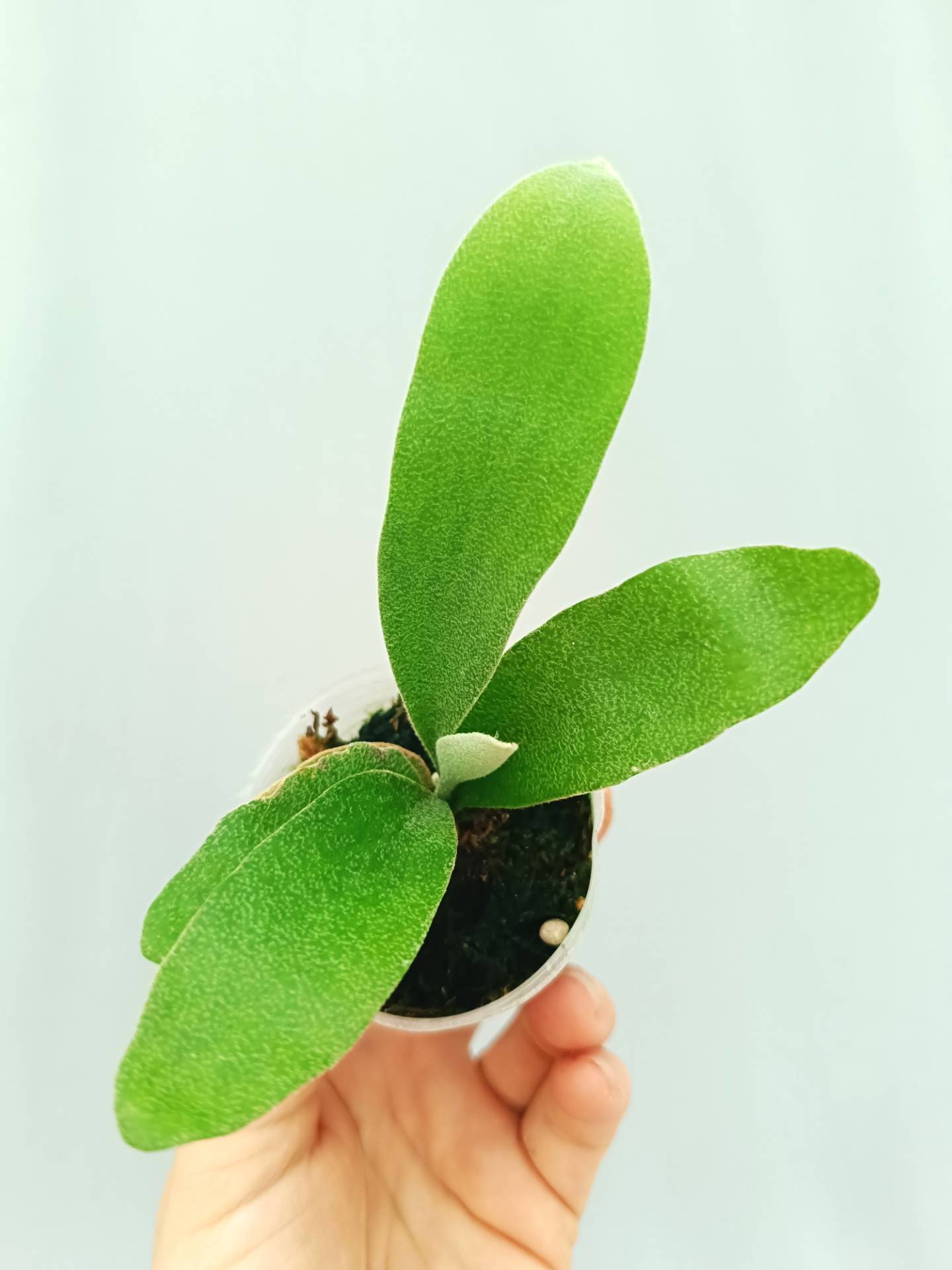 Platycerium Willinckii &#39;Pedro Tatusta&#39;