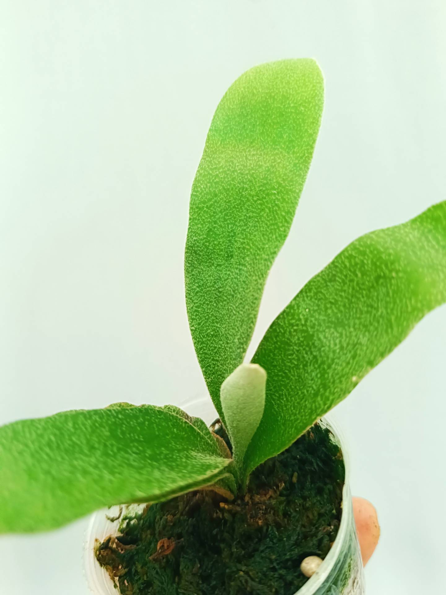 Platycerium Willinckii 'Pedro Tatusta'