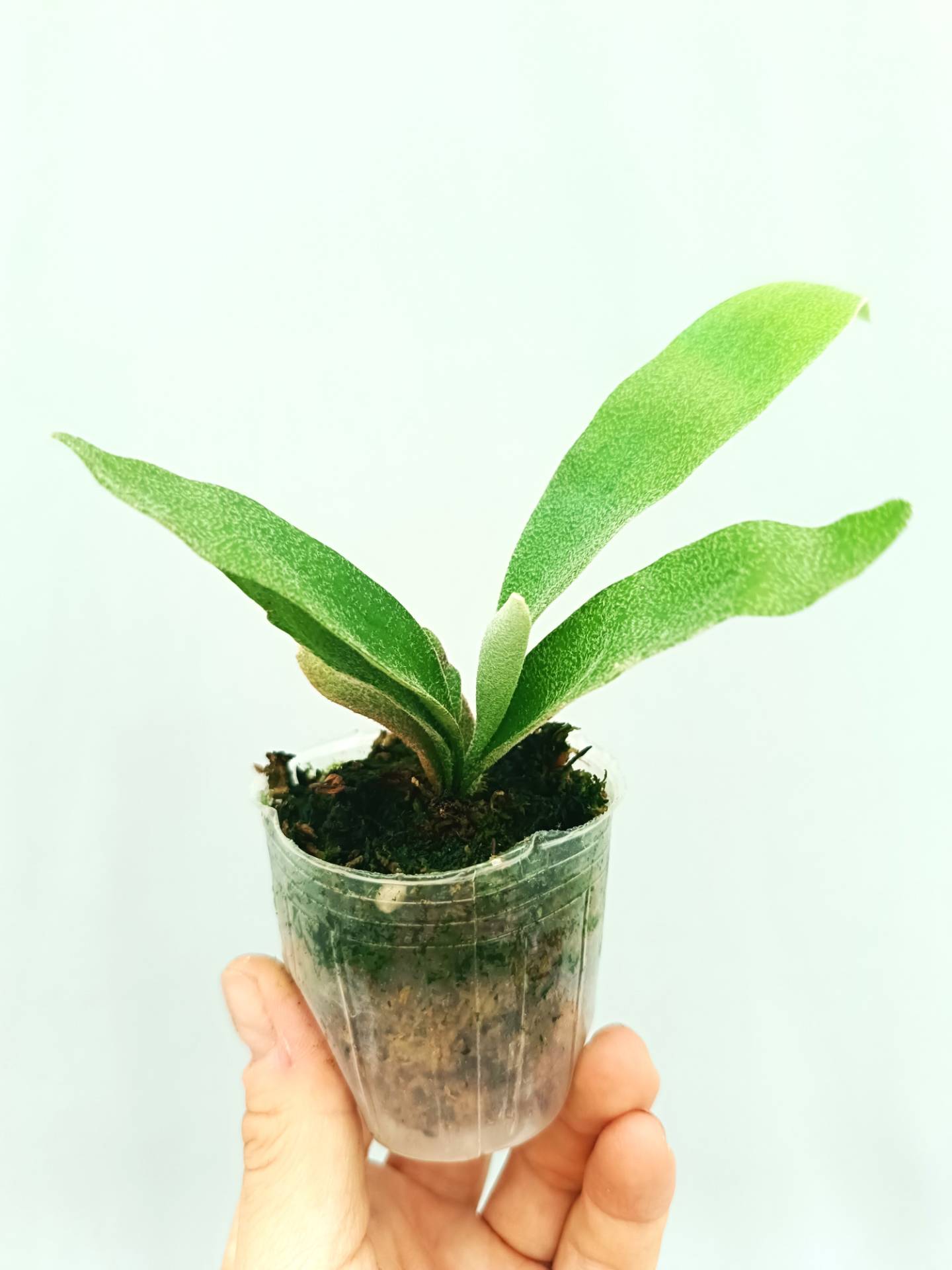 Platycerium Willinckii 'Pedro Tatusta'