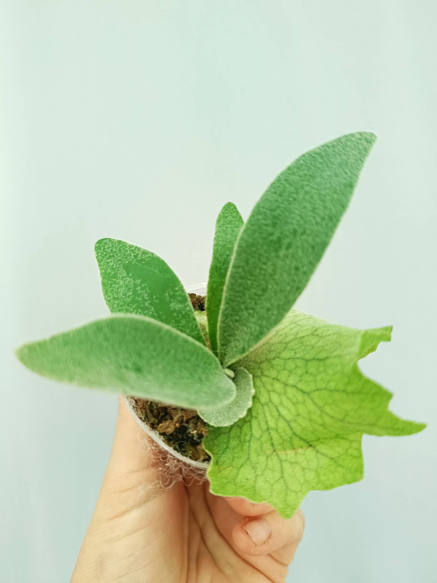 Platycerium 'Wolverine'