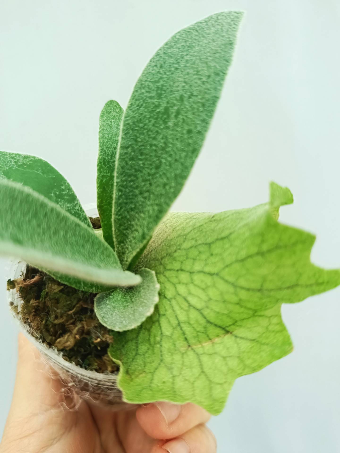 Platycerium 'Wolverine'