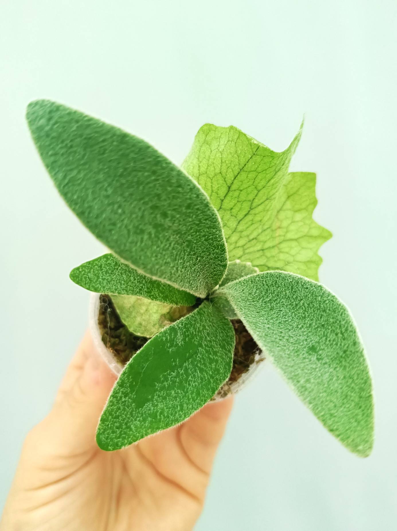 Platycerium 'Wolverine'