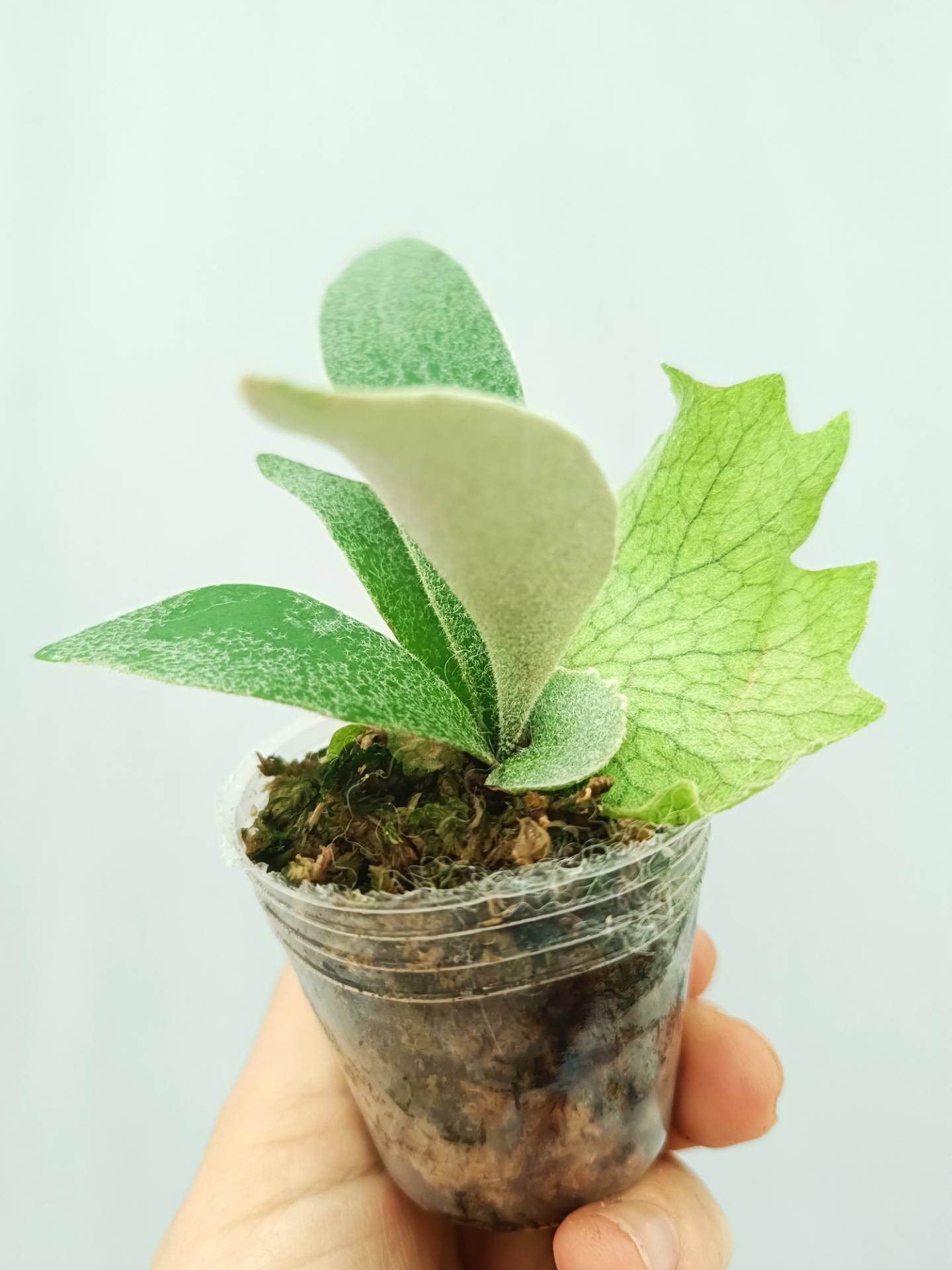 Platycerium 'Wolverine'