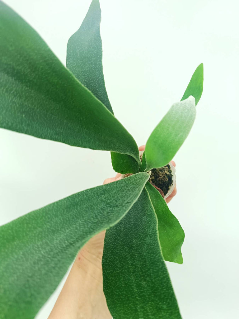 Platycerium SS Foong
