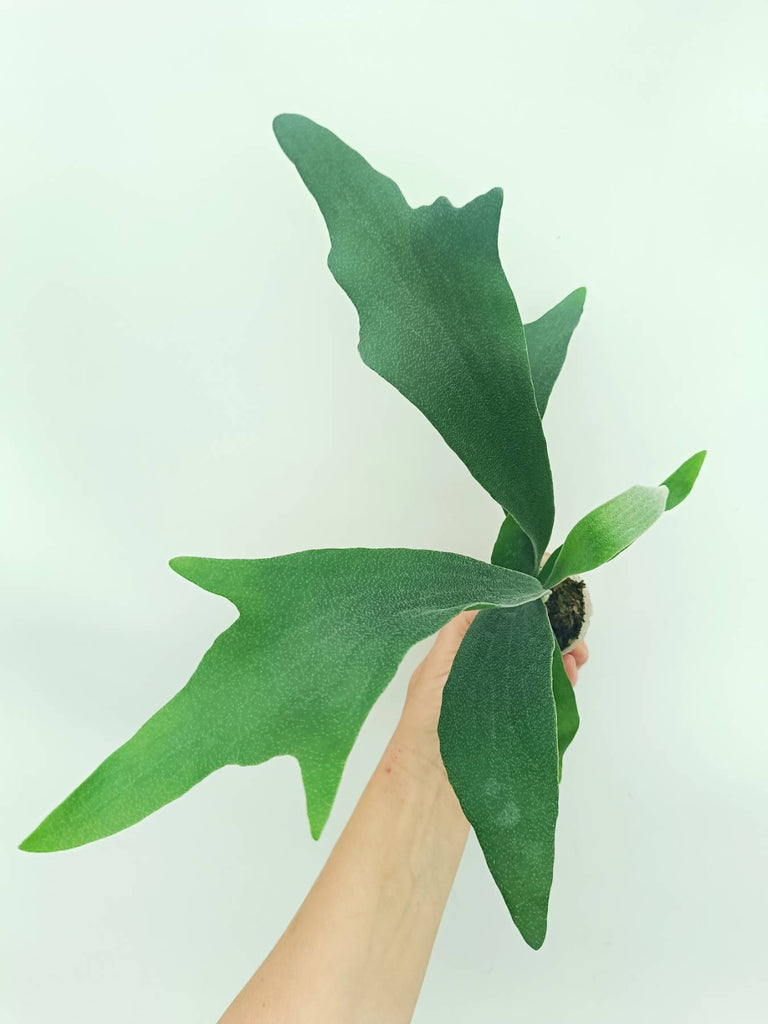 Platycerium SS Foong