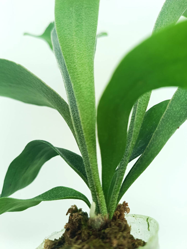 Platycerium SS Foong