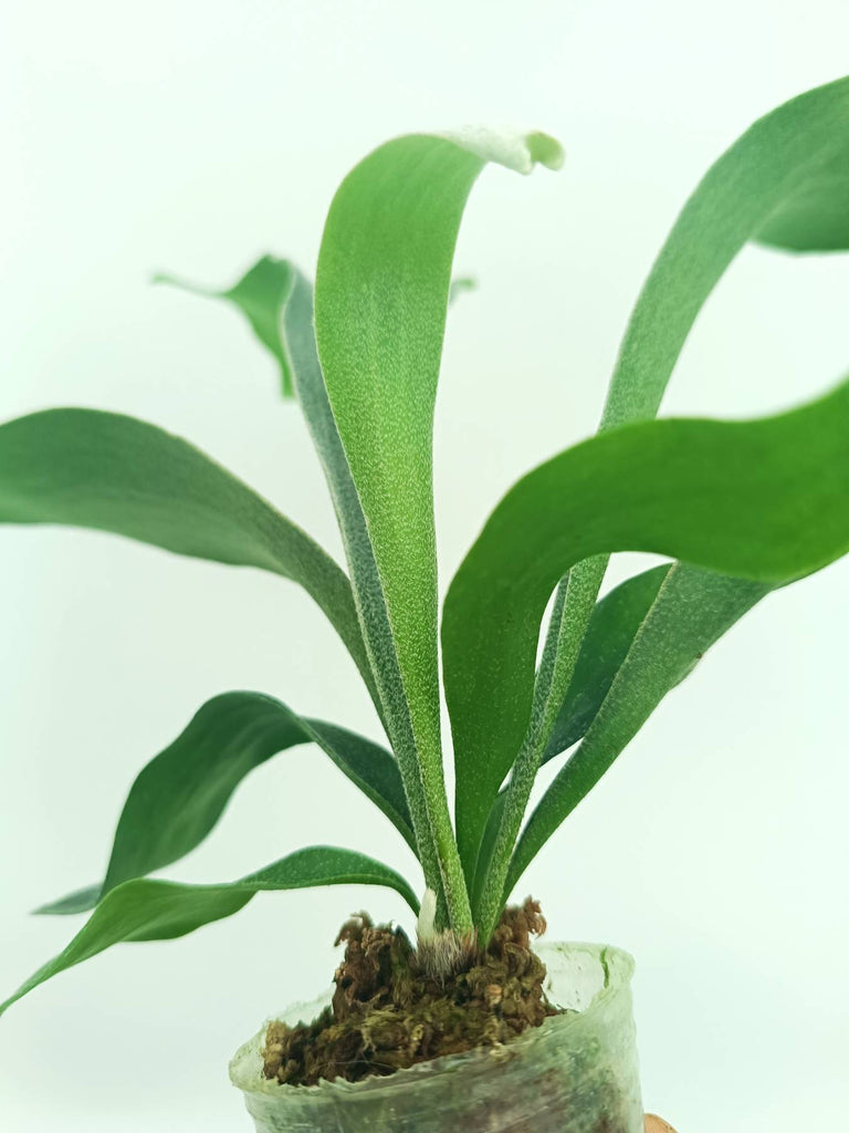 Platycerium SS Foong